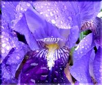 雨の日の紫・・