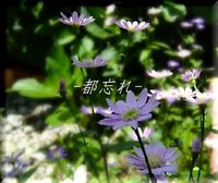朝風にそよぐ♪