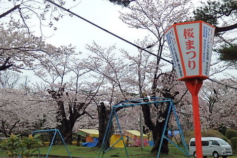 鶴岡公園桜猫
