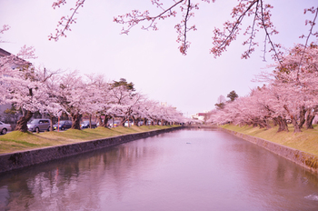 鶴岡公園桜まつり其の１