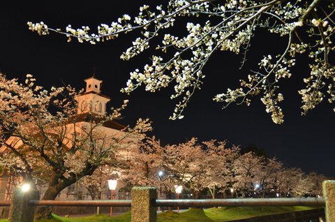 夜桜鶴岡公園桜祭り