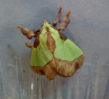 緑色の蛾