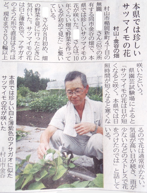 18日の山形新聞 サツマイモの花