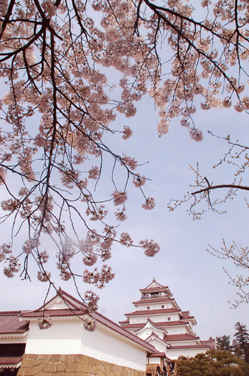 鶴ヶ城の桜散れはじめです