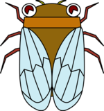 セミ(cicada)