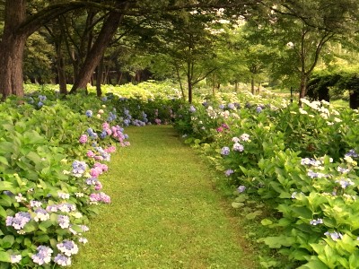 イメージ 紫陽花風景@内陸