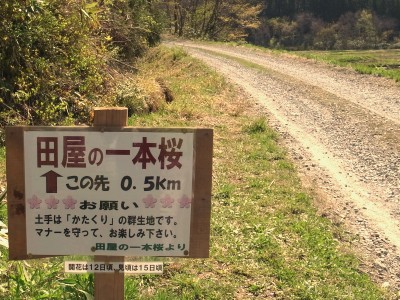イメージ 「田屋の一本桜」道程案内看板
