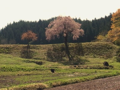 イメージ 田屋の一本桜(金山町)