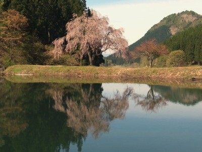 イメージ ため池と「田屋の一本桜」