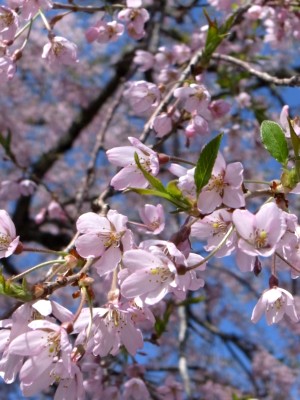イメージ 田屋の一本桜(金山町)