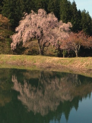 イメージ ため池と「田屋の一本桜」