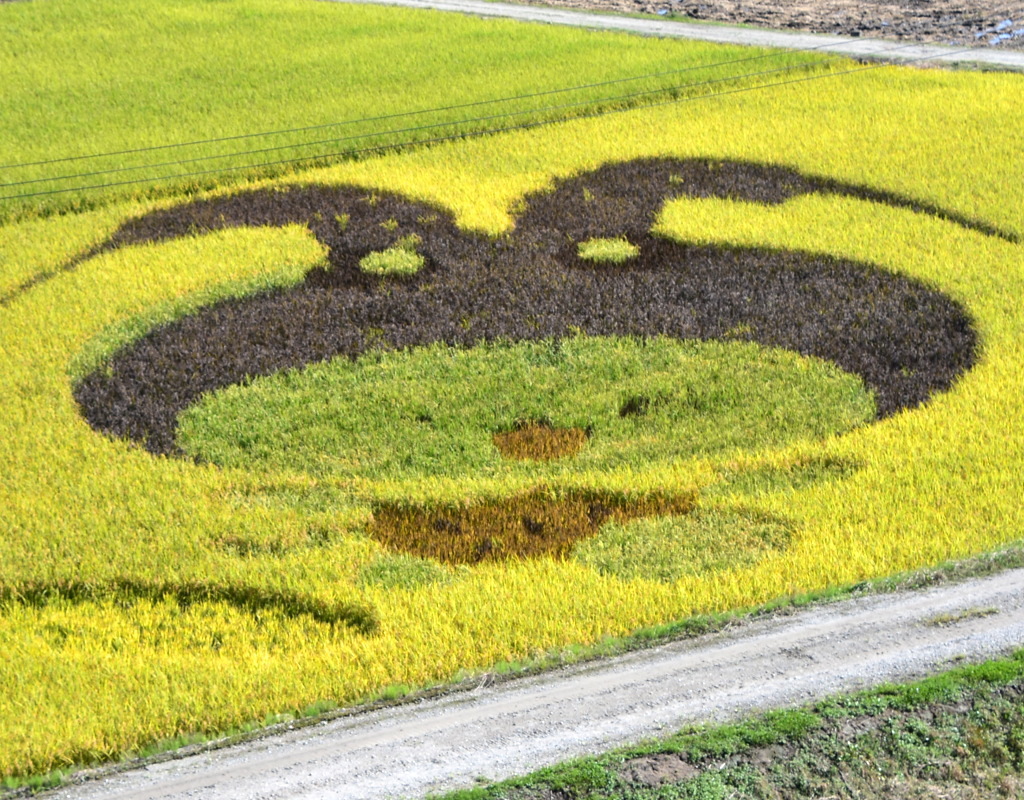 白鷹町田んぼアート＠2021