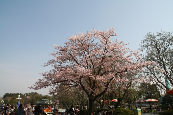 夢の国の桜