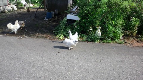 烏骨鶏