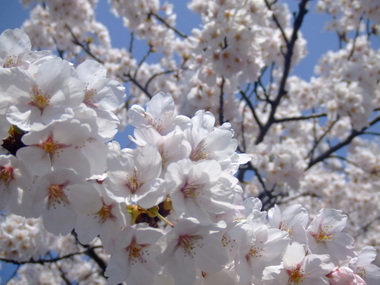満開の桜 in 庄内