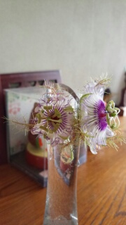 時計草を…