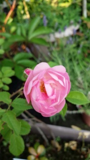 ローブリッター開花。