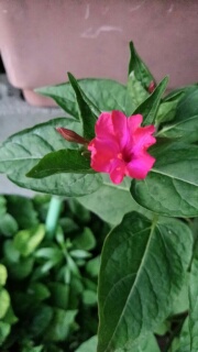 白粉花。