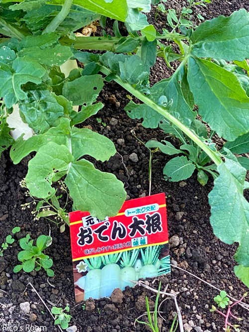 R 「11/5鳥海ブルーライン冬期閉鎖」&遊佐町小野曽産『里芋(石川早生)・おでん大根』でおうちごはん♡ R 「11/5鳥海ブルーライン冬期閉鎖」&遊佐町小野曽産『里芋(石川早生)・おでん大根』でおうちごはん♡