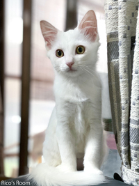 R 山形県に大雨警報発令中！保護猫くぅ〜ちゃんとの同伴避難について考える。。。