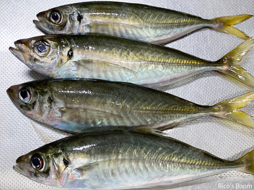 R 酒田沖とれたてアジ & おうちごはん『海鮮定食』♡ R 酒田沖とれたてアジ & おうちごはん『海鮮定食』♡