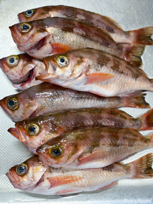 R にかほ産メバルを頂戴しました!おうちごはん『メバルの煮付け定食』 R にかほ産メバルを頂戴しました!おうちごはん『メバルの煮付け定食』