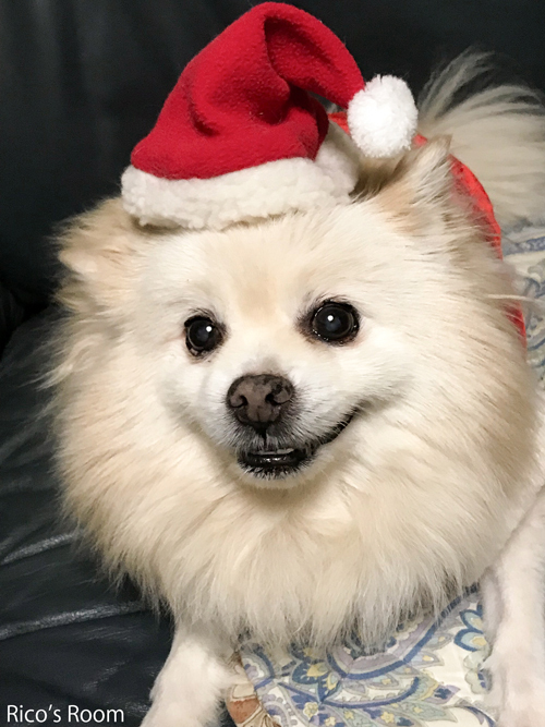 R 驚異の生命力!ぷぅ〜ちゃんサンタが今年も参上!『ル・ポットフークリスマスタルト/チョコバナナ&プレミアムチーズ』 R 驚異の生命力!ぷぅ〜ちゃんサンタが今年も参上!『ル・ポットフークリスマスタルト/チョコバナナ&プレミアムチーズ』