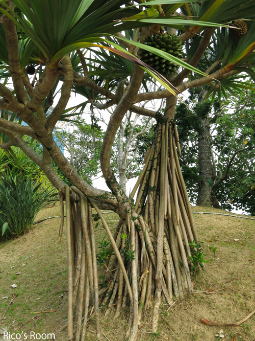 R<荘内南洲会/南洲翁の遺徳を訪ねる旅2020『奄美大島』>vol.3『奄美パーク/ネイティブシー奄美(交流会) R<荘内南洲会/南洲翁の遺徳を訪ねる旅2020『奄美大島』>vol.3『奄美パーク/ネイティブシー奄美(交流会)
