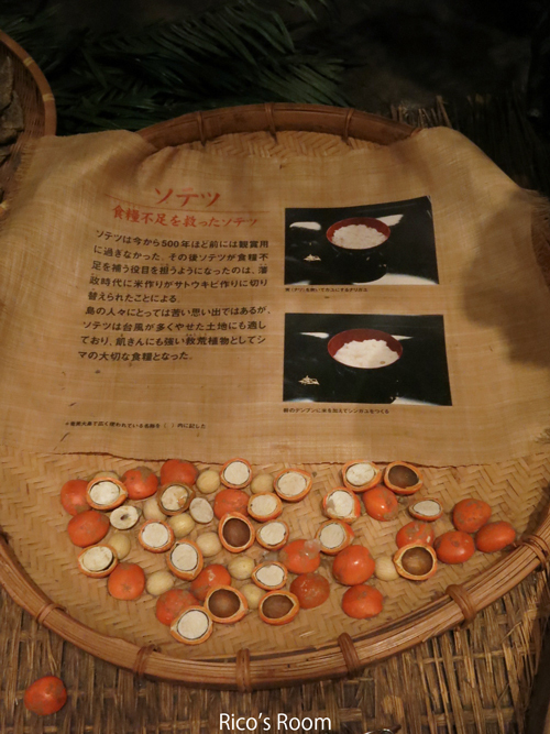 R<荘内南洲会/南洲翁の遺徳を訪ねる旅2020『奄美大島』>vol.3『奄美パーク/ネイティブシー奄美(交流会) R<荘内南洲会/南洲翁の遺徳を訪ねる旅2020『奄美大島』>vol.3『奄美パーク/ネイティブシー奄美(交流会)