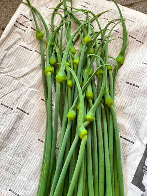 R 『ニンニクの芽』を頂戴しました!『豚肉とニラの芽の炒め物』&『もち米100%のお赤飯』 R 『ニンニクの芽』を頂戴しました!『豚肉とニラの芽の炒め物』&『もち米100%のお赤飯』