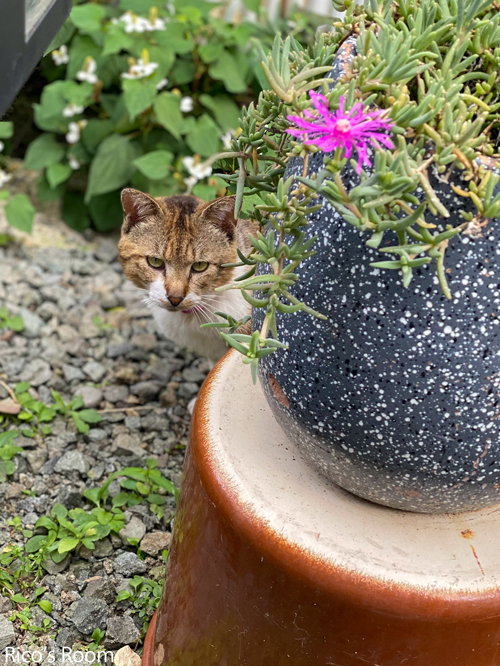 R 猫が轢かれてる?! 庄内町『カフェ&ギャラリーJUJU(樹々)』 R 猫が轢かれてる?! 庄内町『カフェ&ギャラリーJUJU(樹々)』