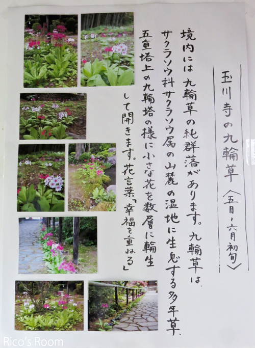 R 『国見山 玉川寺』山形県鶴岡市羽黒町/国指定名勝庭園『玉川寺庭園』拝観 R 『国見山 玉川寺』山形県鶴岡市羽黒町/国指定名勝庭園『玉川寺庭園』拝観
