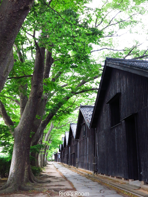 R 酒田『山居倉庫』と新緑のケヤキ並木