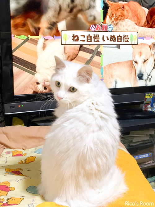 R 我が家の見返りねこ自慢!くぅ〜ちゃん愛用のプーさん毛布は、私のお下がり! R 我が家の見返りねこ自慢!くぅ〜ちゃん愛用のプーさん毛布は、私のお下がり!