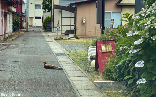 R 猫が轢かれてる?! 庄内町『カフェ&ギャラリーJUJU(樹々)』 R 猫が轢かれてる?! 庄内町『カフェ&ギャラリーJUJU(樹々)』