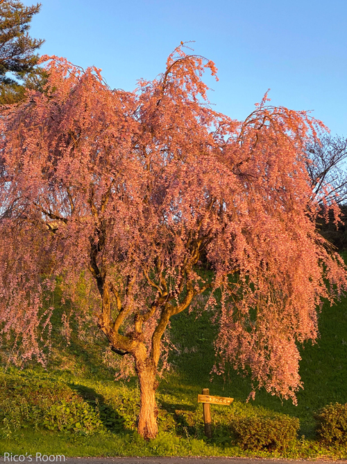 R 眺海の森『夕陽に染まる枝垂れ桜』『最上川ビューポイントの夕陽』『總光寺奥の院/夕日と峰の薬師堂』 R 眺海の森『夕陽に染まる枝垂れ桜』『最上川ビューポイントの夕陽』『總光寺奥の院/夕日と峰の薬師堂』