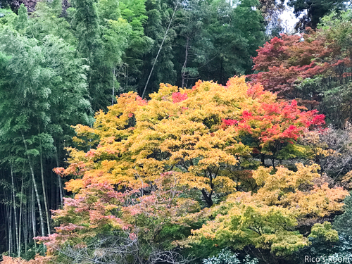 R 日本人でよかった〜!紅葉の『洞瀧山 總光寺』に感動の巻♡ R 日本人でよかった〜!紅葉の『洞瀧山 總光寺』に感動の巻♡