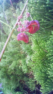 あけびの花