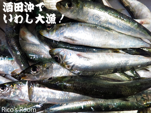 R酒田沖で、いわしが大漁でした!ワカメもいっぱいとれたよ〜♪