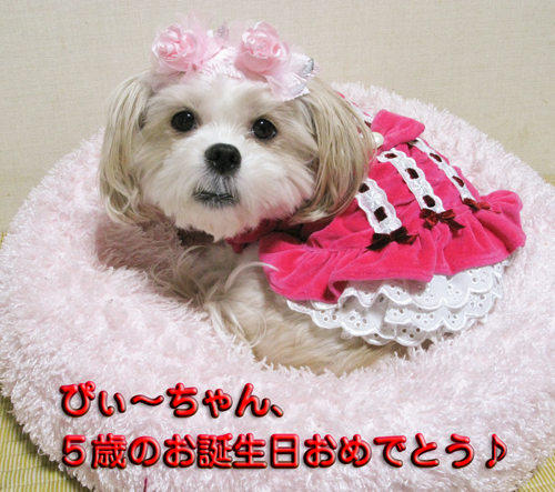 ぴぃ〜ちゃん、5歳のお誕生日おめでとう♪