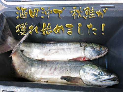 R 秋鮭初物!今年も、酒田沖で秋鮭が獲れ始めましたよ♪