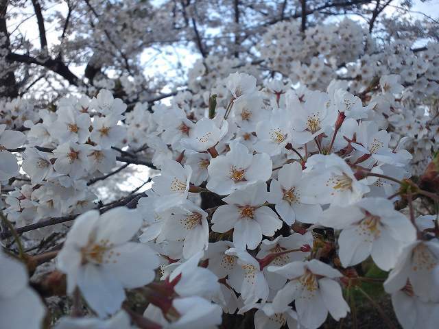 舞鶴山桜１４０４２３－５.jpg