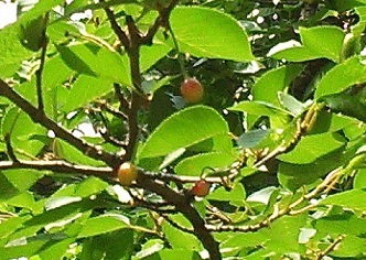 桜の木に小さな♡小さな・・・ 桜の木に小さな♡小さな・・・