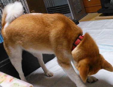 今年も虫の季節です。・・・どこかで聴いたような? 今年も虫の季節です。・・・どこかで聴いたような?