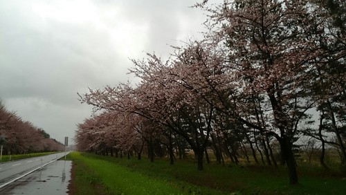 桜・菜の花　♡