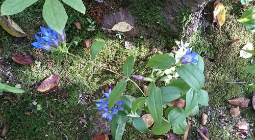 秋の深まりと共に。
