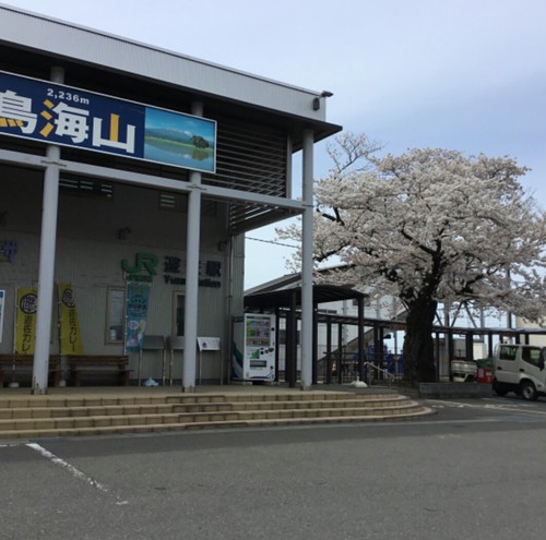 遊佐駅前にある桜