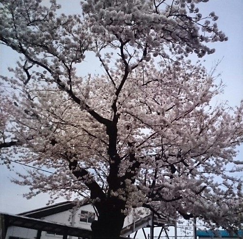 遊佐駅前にある桜