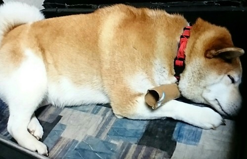 だいじ、だいじ