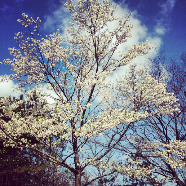 飯森山桜3 飯森山桜3